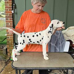 Dalmatian Puppies from Hollytree Dalmatians