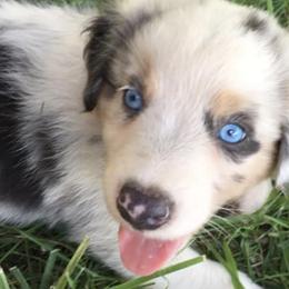 Australian Shepherds from Rocking J Aussies