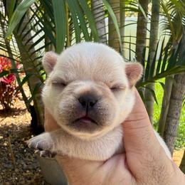 Cami - Cream female French Bulldog puppy in Largo, Florida from Big Daddy Frenchies