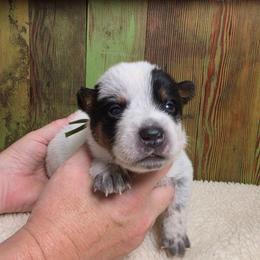 Green Collar Male - Mac - Blue male Australian Cattle Dog puppy in Riverton, Utah from Rundown Ranch Cattle Dogs