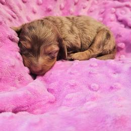 Honey - Dapple female Dachshund puppy in Anderson, California from Plum Fields Dachshunds