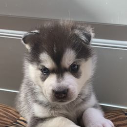 Siberian Husky Puppies from Betty's Huskies