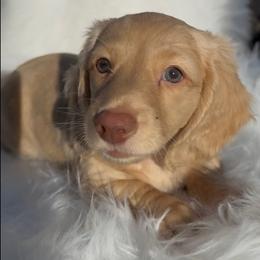 Chunker - Cream male Dachshund puppy in Winder, Georgia from Empire Yorkies
