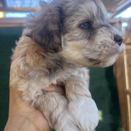 Treble - Wheaten male Miniature Schnauzer puppy in Menifee, California from Moonshine’s Minis