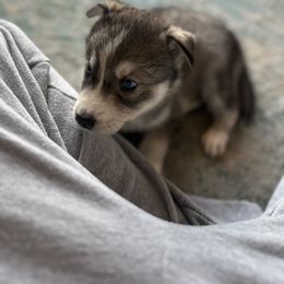 Siberian Husky Puppies from The Rulon Den