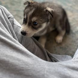 Siberian Husky Puppies from The Rulon Den