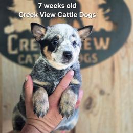 Girl 1 - Blue female Australian Cattle Dog puppy in Monroe, North Carolina from Creek View Cattle Dogs