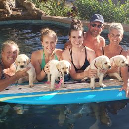 Labrador Retrievers from Sandy Paws Labradors Maui