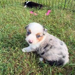 Jasper - Blue merle male Miniature Australian Shepherd puppy in Rensselaer, Indiana from Geri's Dogs