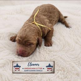 Eleanor - Apricot female Goldendoodle puppy in Ashton, Idaho from Kerr Kanine Ranch