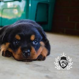 Rottweiler Puppies from Exodus Rottweilers