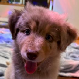 Superman - Red merle male Australian Shepherd puppy in East Hartford, Connecticut from CT Aussies