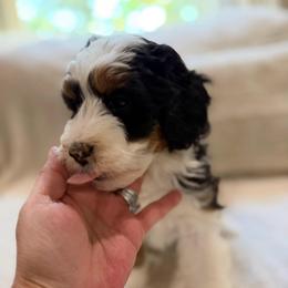 Kendall - Tri-color female Bernedoodle puppy in Hackleburg, Alabama from The Doodle Patch