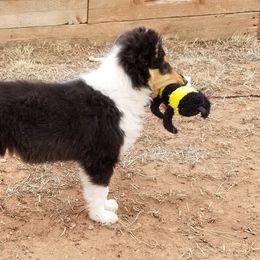 Collie Puppies from Maclen Collies