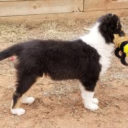 Collie Puppies from Maclen Collies