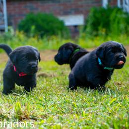 Labrador Retriever Puppies from Puzzles Labradors