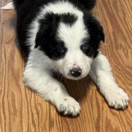 Boy 1 - Black & white male Miniature American Shepherd puppy in Centerville, Washington from Turnin Heads