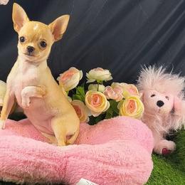 Libby - Fawn and white female Chihuahua puppy in Kentucky from Wawa Family Chihuahuas