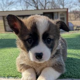 Bobby - Sable male Pembroke Welsh Corgi puppy in Bloomfield, Iowa from Seven B Corgis & Doxies
