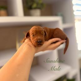 Sunshine - Red  male Goldendoodle puppy in Las Vegas, Nevada from Dose of Doodles