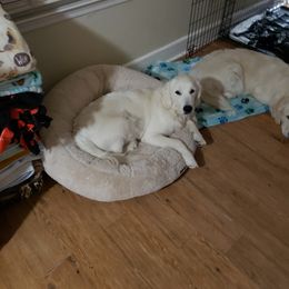 Golden Retriever All Grown Up from Vicki Wall's Golden Retrievers