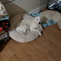 Golden Retriever All Grown Up from Vicki Wall's Golden Retrievers