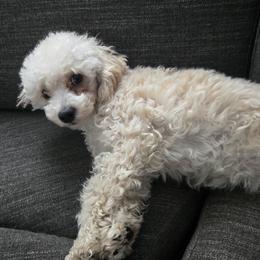 Daisy - Poodle
