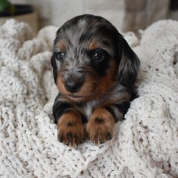 Ottie - Dapple male Dachshund puppy in Nephi, Utah from Wise lil Weeinies