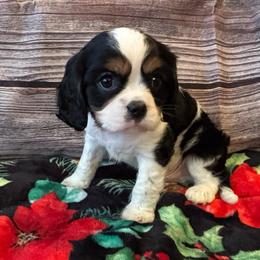 Cavalier King Charles Spaniel Puppies from Krawczyk's House of Cavaliers