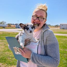 JonJon - Blue merle and white male American Corgi puppy in Shawnee, Oklahoma from Sunray Ranch