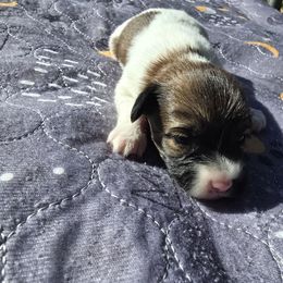 Gabriel - Red white and sable male Papillon puppy in Hollister, Missouri from Swan Creek Kennel