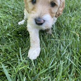 Australian Labradoodle Puppies from Kings Labradoodles