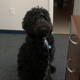 Raven - Goldendoodle