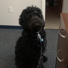 Raven - Goldendoodle