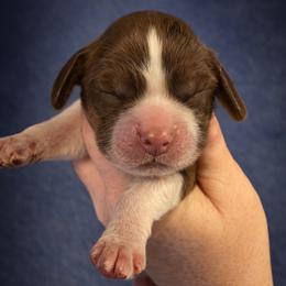 Wrangler - Liver white and tan male English Springer Spaniel puppy in Florida from Thunderbird Springers