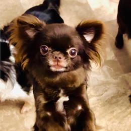 Chocolat Diva - Chihuahua