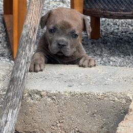 Gray - Gray brindle female Cane Corso puppy in Williamstown, Kentucky from Ridge Top Cane Corso