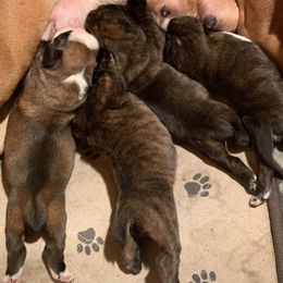 Boxer Puppies from Von Royal Dell'Infinite Deutscher