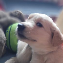 Cobb Vanth - Dark golden Golden Retriever puppy in Ocean City, Washington from Mary Market's Sundancin' Goldens