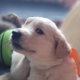 Cobb Vanth - Dark golden Golden Retriever puppy in Ocean City, Washington from Mary Market's Sundancin' Goldens