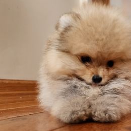 Pomeranians from Johana Guzman's Pomeranians