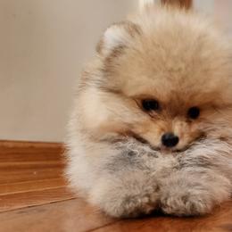 Pomeranians from Johana Guzman's Pomeranians