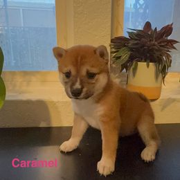 Caramel - Sesame female Shiba Inu puppy in Las Vegas, Nevada from GBs Shiba Inu's