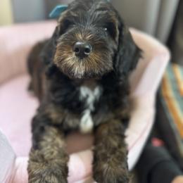 Bernedoodle, Cockapoo, and Goldendoodle Puppies from Avery Doodle Day LLC