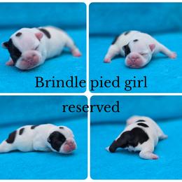 Pied girl - Brindle and white female French Bulldog puppy in Polk City, Florida from Best Friend Frenchies, LLC