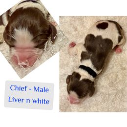 Chief - White and liver male English Springer Spaniel puppy in Madison, Indiana from McCollough's Pawsome Spaniels and Danny's Delightful Dachshunds