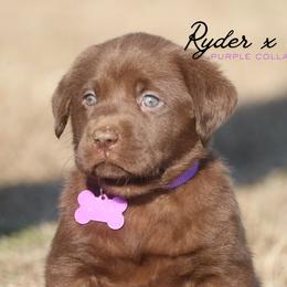 Girl 1 - Chocolate female Labrador Retriever puppy in Capron, Virginia from Triple Creek Kennel