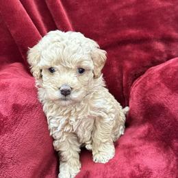 Goldendoodle Puppies from Paws of Doodlws