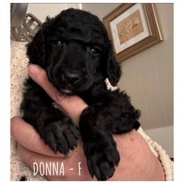 Donna - Black female Poodle puppy in Greenwich, New York from MizzElle’s Standard Poodles