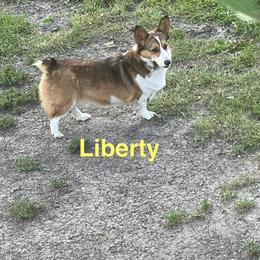 Liberty - Pembroke Welsh Corgi